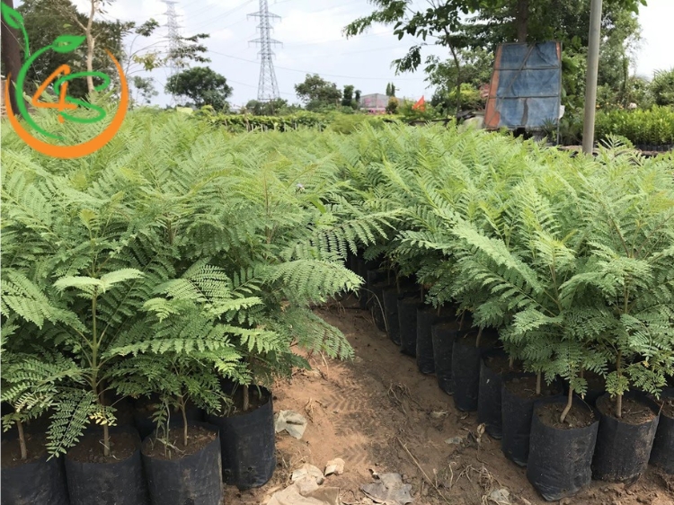 Cây Phượng Tím 15 bán giống cây phượng tím