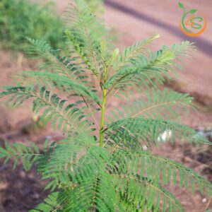 cay-phuong-tim-cay-giong-4s