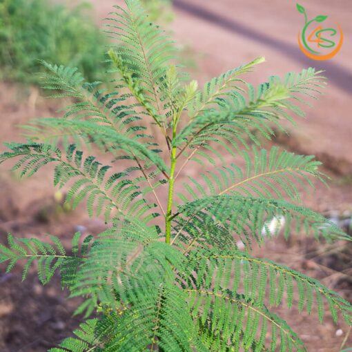 cay-phuong-tim-cay-giong-4s