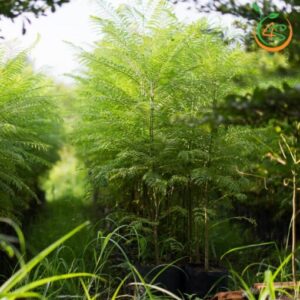 cay-phuong-tim-cay-giong-4s