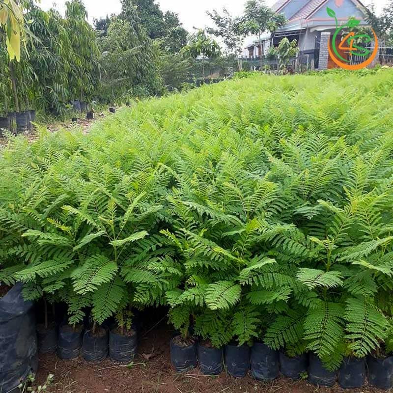 Cây Phượng Tím 13 cây giống phượng tím