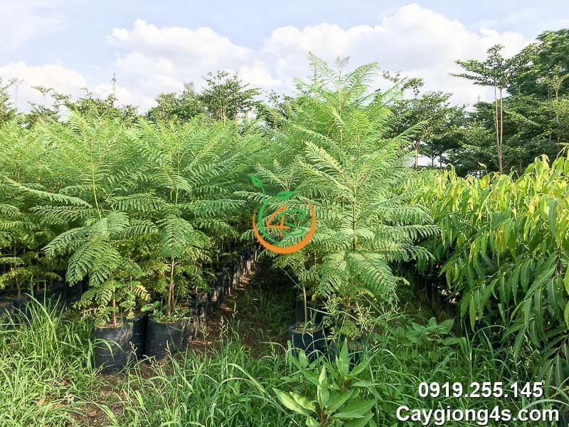 Cây Phượng Tím 18 giống cây phượng tím chất lượng