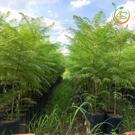 cung cấp cây phượng tím giống