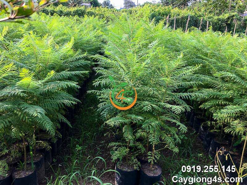 Cây Phượng Tím 16 Bán Cây phượng tím giống khỏe mạnh