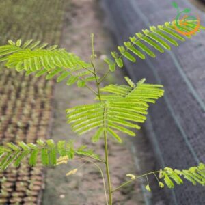 cay-phuong-vi-cay-phuong-do-cay-giong-4s