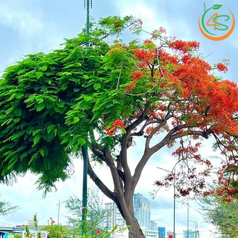 Cây phượng vĩ công trình (phượng đỏ) 9 hoa phượng vĩ công trình