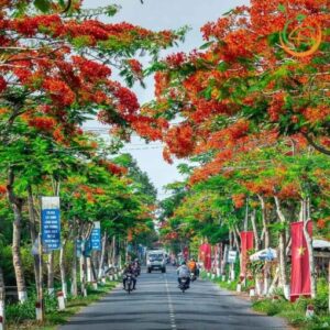 cây phượng vĩ (hoa phượng đỏ)