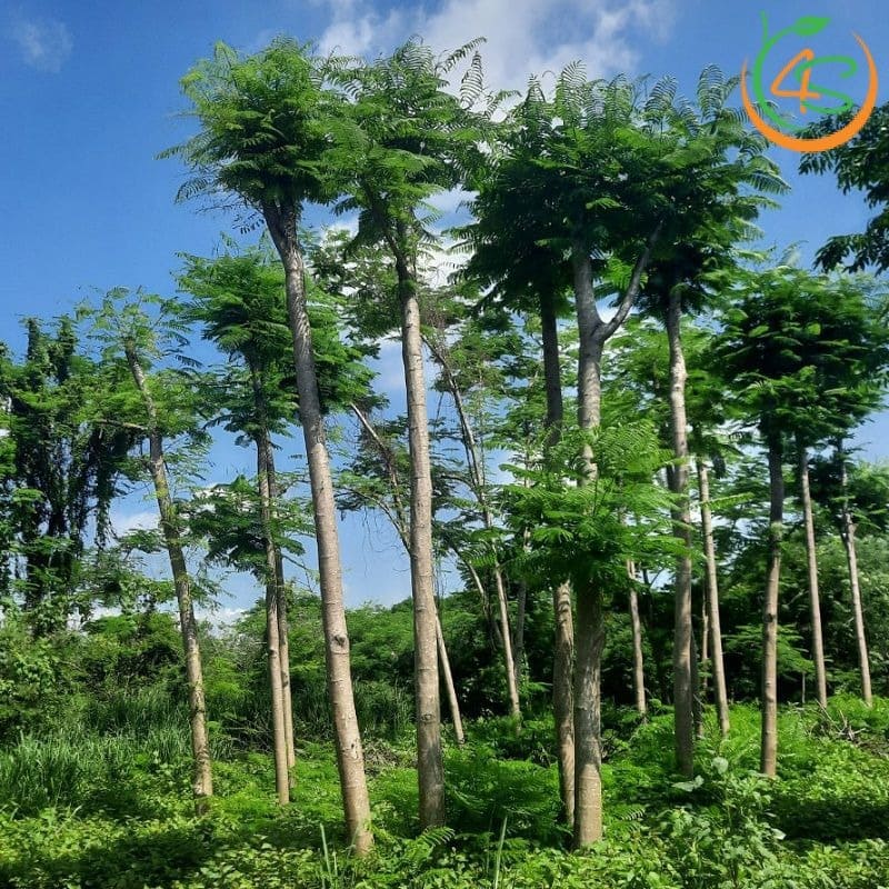 Cây phượng vĩ công trình (phượng đỏ) 15 hình ảnh cây phượng vĩ