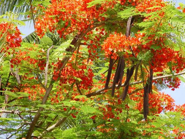 Cây Phượng Vĩ (phượng đỏ) 10 quả phượng dài và dẹt