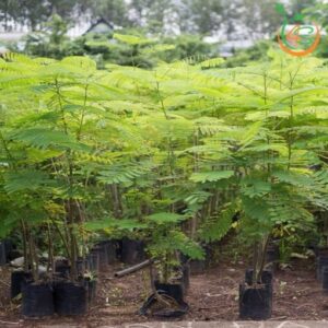 Cây phượng vĩ giống