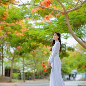 cay phuong vi phuong do