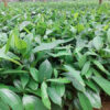 cây quế giống