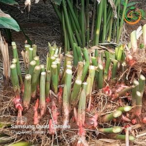 cay rieng do giong 4