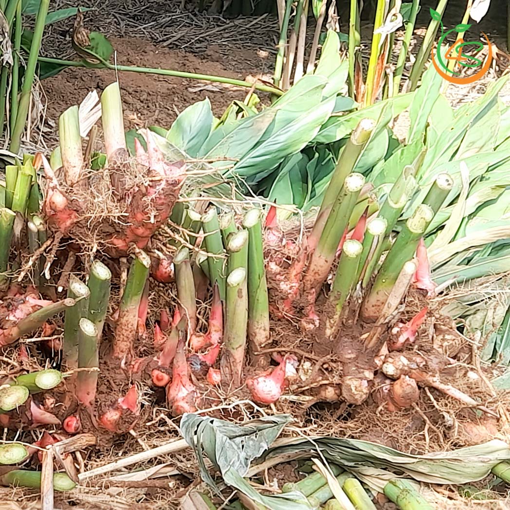 Cây Riềng Đỏ 13 cay rieng do giong 5
