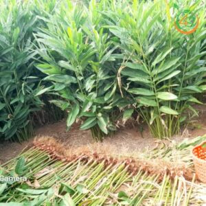 cay rieng do giong 7