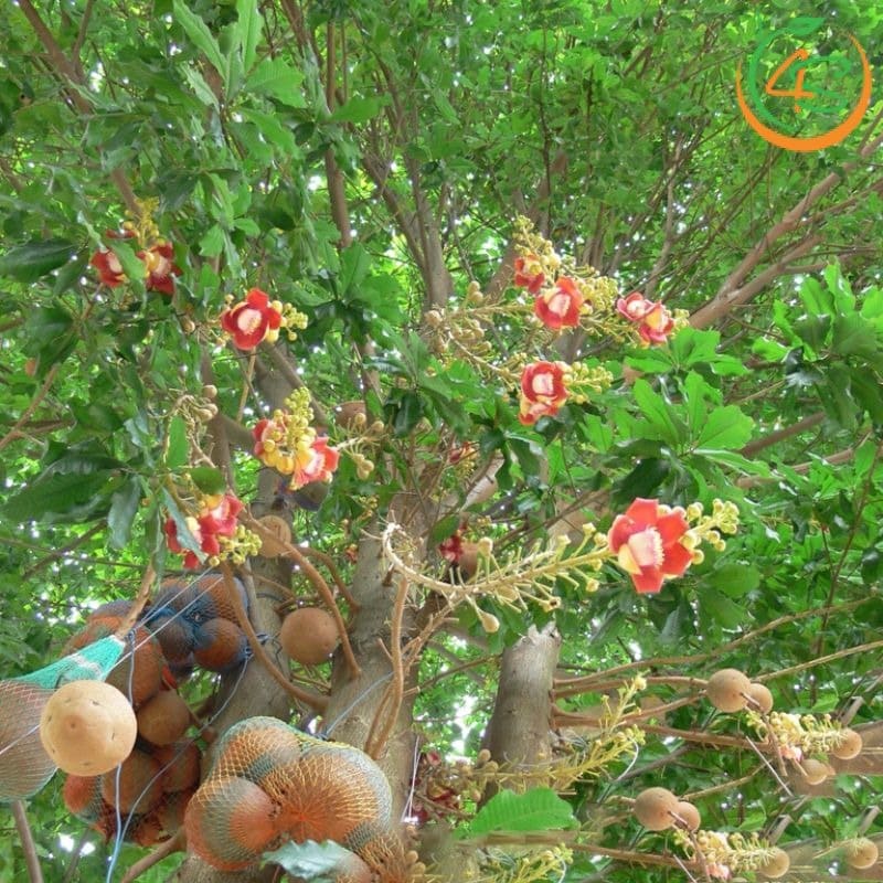 Cây sala công trình (thala) 10 Cây Sala tỏa bóng mát