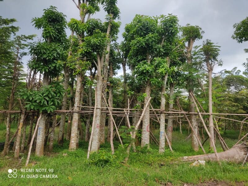 Cây sala công trình (thala) 16 Cây Sala công trình tại vườn ươm