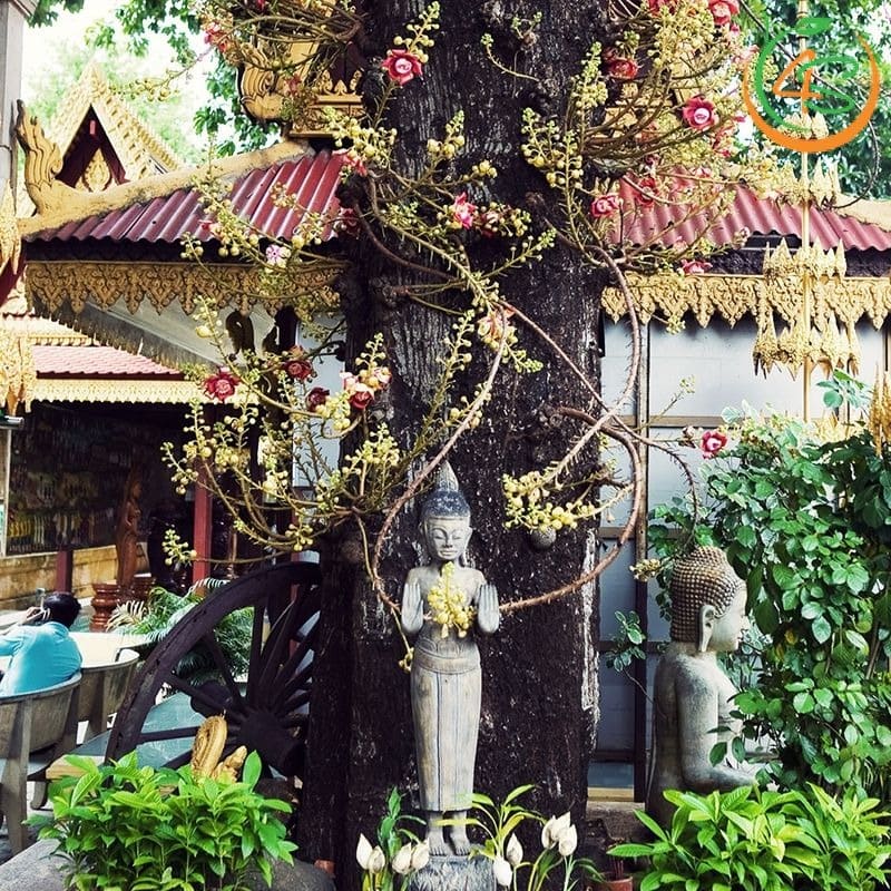 Cây sala công trình (thala) 11 Cây Sala tại khu di tích