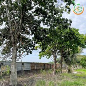 cây thala bóng mát giá rẻ