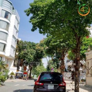 cây sala (thala) công trình bóng mát