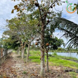 cây sala (thala) công trình bóng mát đường phố