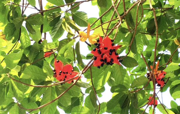 Cây Sang 9 Cây sang