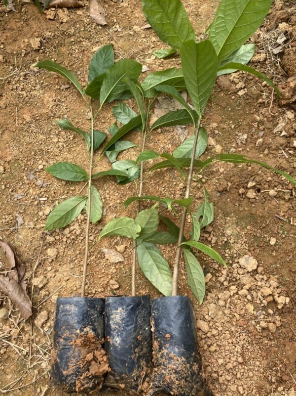 Cây Sang 16 Cây Sang giống - Cây giống 4S