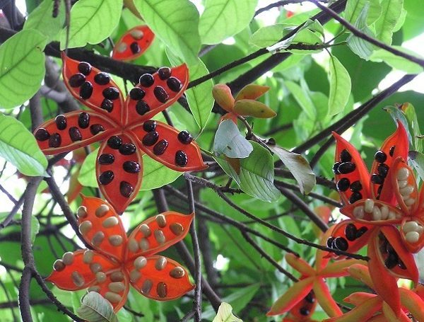 Cây Sang 12 cay-sang-giong-dac-diem-hinh-thai-1