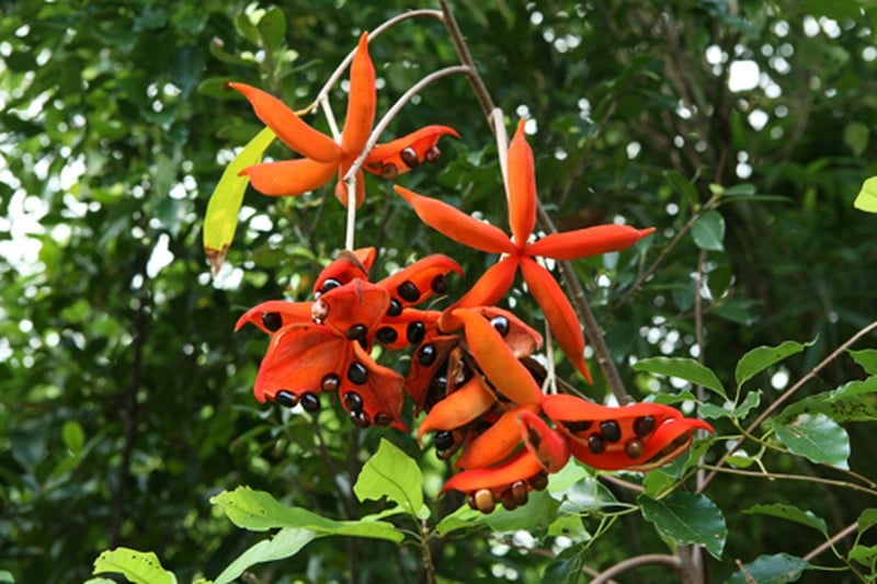 Cây Sang 11 cay-sang-giong-dac-diem-hinh-thai