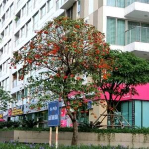 cay sang giong gia re 1