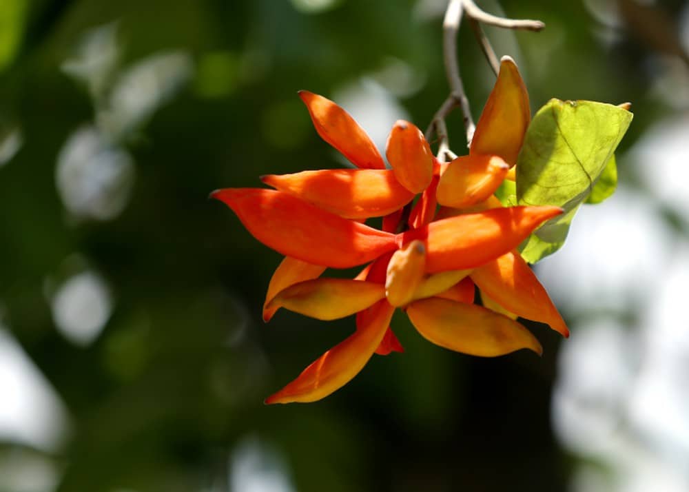 Cây Sang 8 Cây sang giống