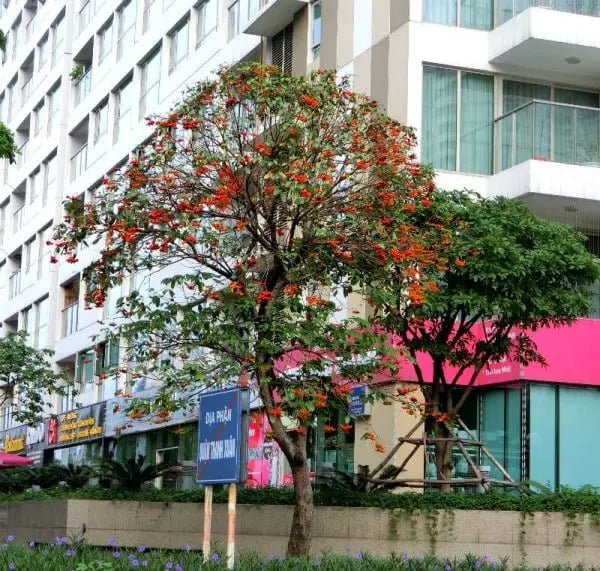 Cây Sang 13 cay-sang-giong-ung-dung