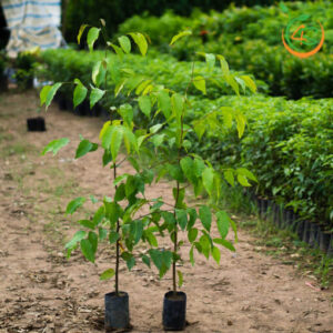 cay-sao-den-cay-giong-4s