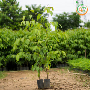 cay-sao-den-cay-giong-4s