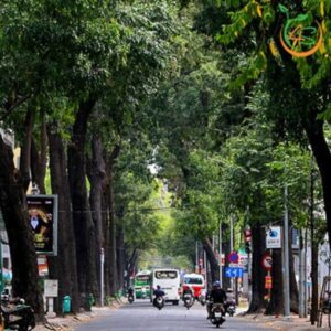 cây gỗ sao đen công trình bóng mát đường phố giá rẻ