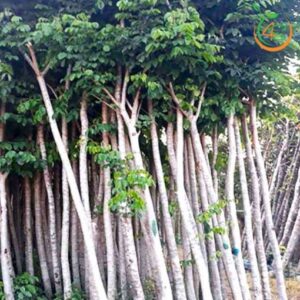 cây sao đen công trình bóng mát