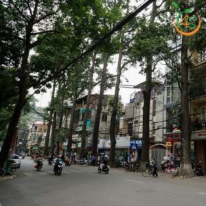 cây gỗ sao đen công trình bóng mát đường phố giá rẻ