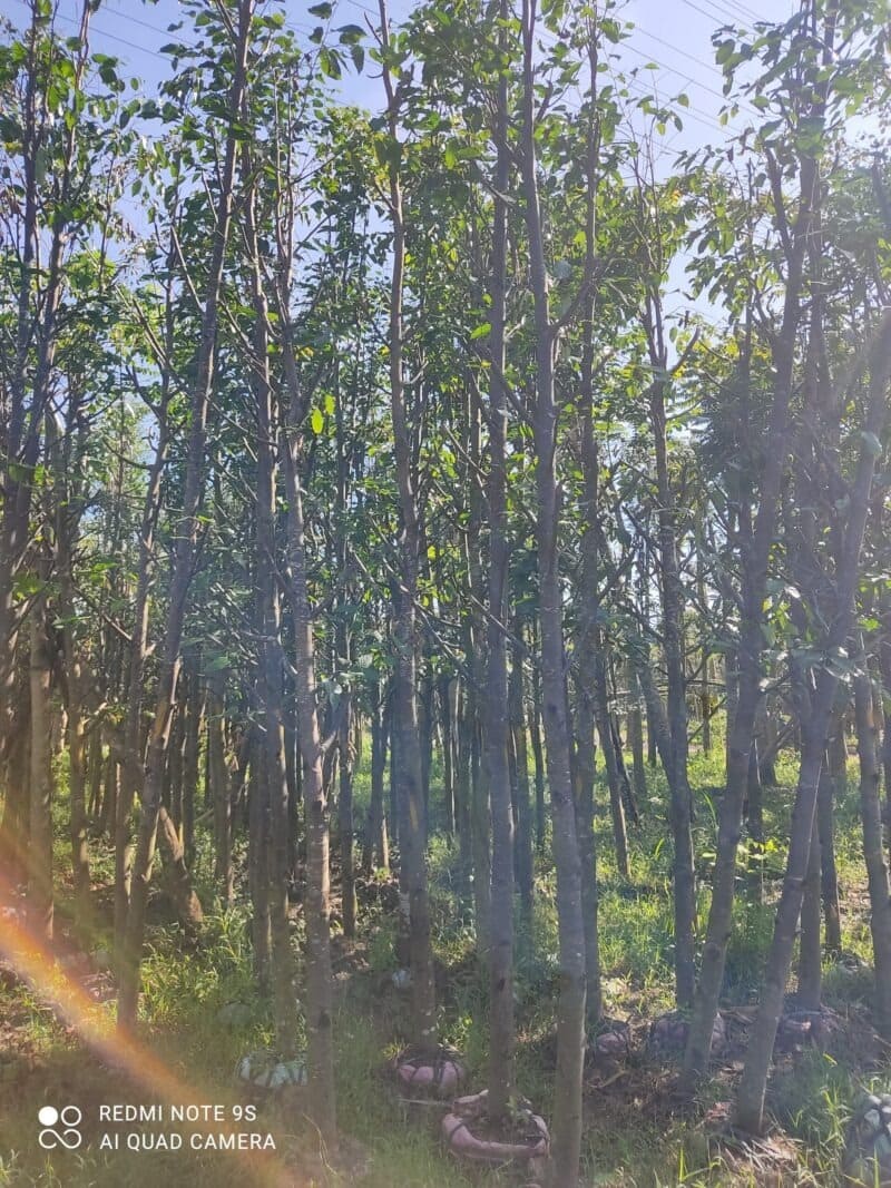 Cây sao đen công trình 12 Cây Sao Đen công trình