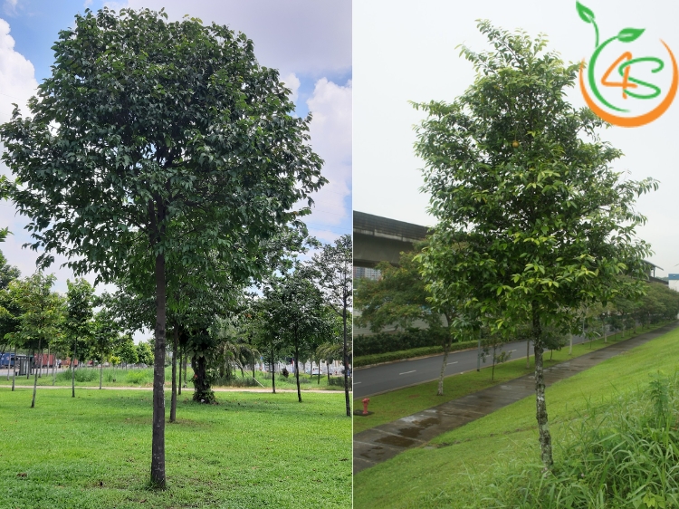 Cây Sao Đen 6 cây sao đen