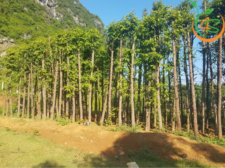 Cây Sao Đen 18 cây sao đen giống