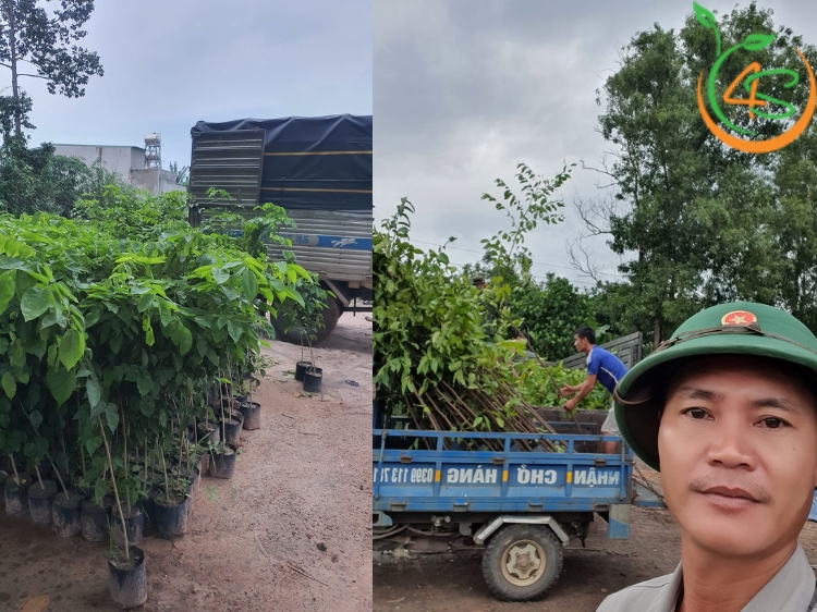 Cây Sao Đen 14 cây sao đen giống