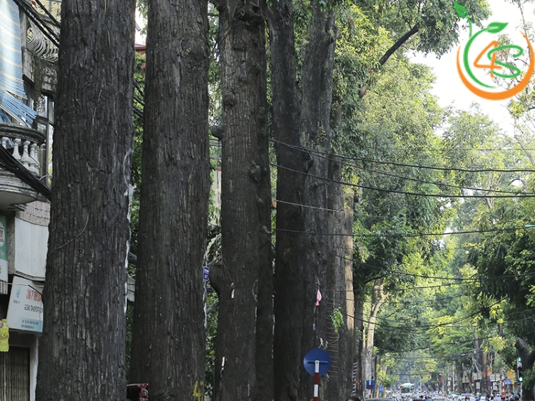 Cây Sao Đen 7 cây sao đen