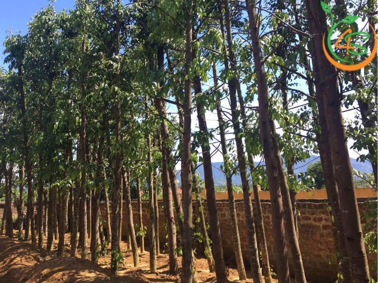 Cây Sao Đen 15 cây sao đen