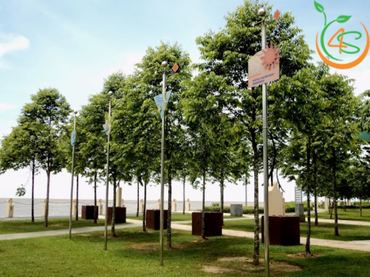 Cây Sao Đen 16 cây sao đen