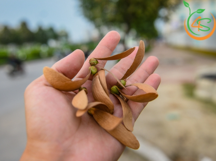 Cây Sao Đen 8 cây sao đen