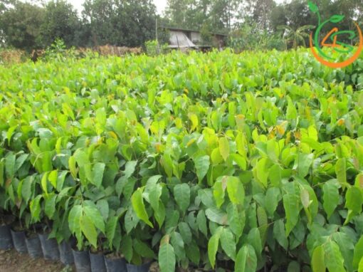 cây sao đen giống