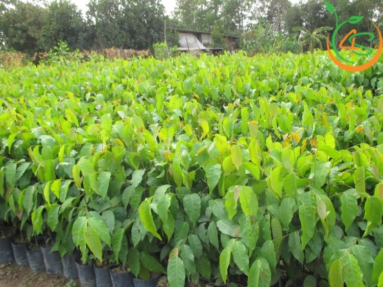 Cây Sao Đen 9 cây sao đen giống