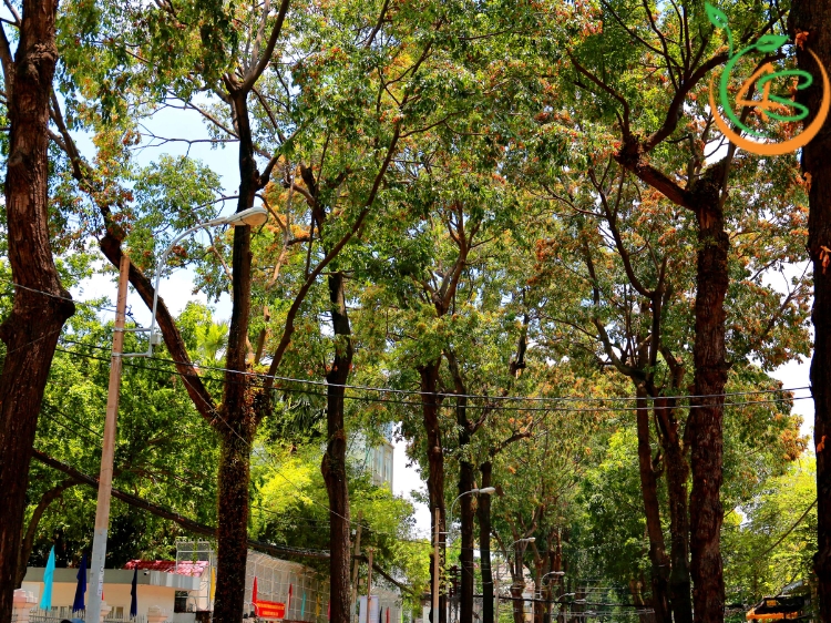 Cây Sao Đen 11 giá trị cây sao đen