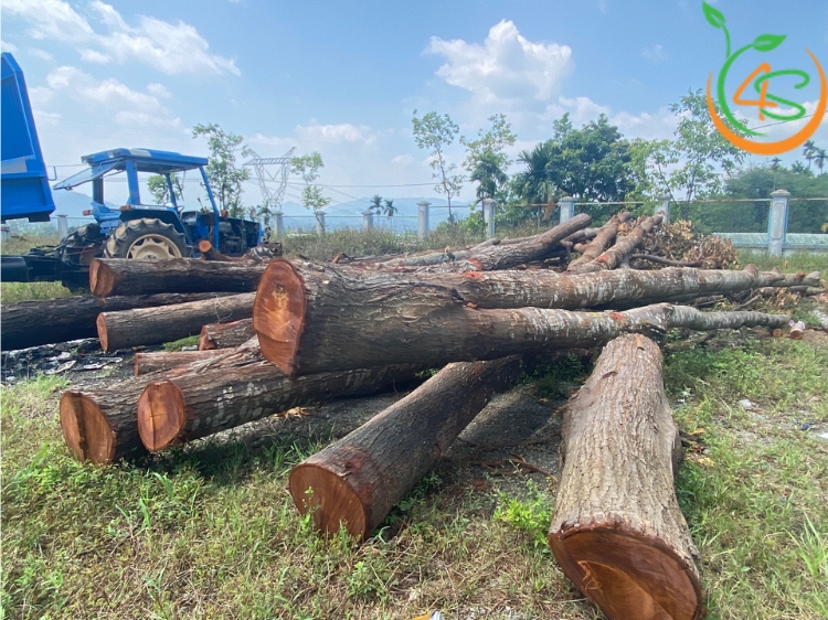 Cây Sao Đen 12 giá trị cây sao đen