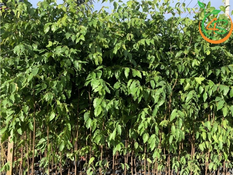 Cây Sao Đen 10 cây sao đen giống